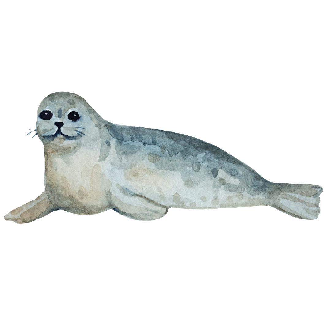 Bügelbild - Plott -  Robbe - 13,3cm x 6,3cm